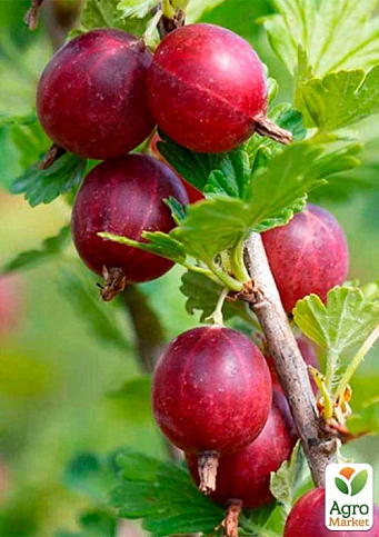 Крыжовник бесшипный "Каптиватор" (ранний срок созревания, крупноплодный сорт)