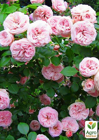 Роза плетистая "Пенелопа" (саженец класса АА+) высший сорт