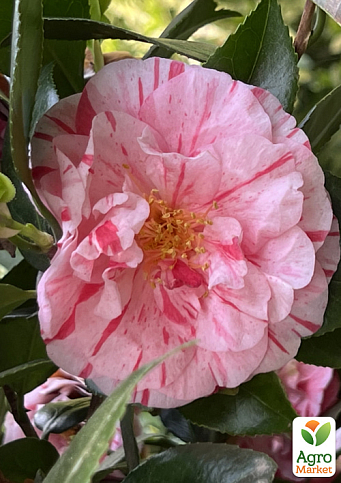 LMTD Камелия цветущая японская 2-х летняя "Princess Clotilde" (высота 30-40см) - фото 6