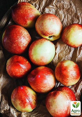 Эксклюзив! Нектарин колоновидный ярко-оранжевый с красным бочком "Принц Уильям" (Prince William) (премиальный среднеспелый сорт) - фото 2