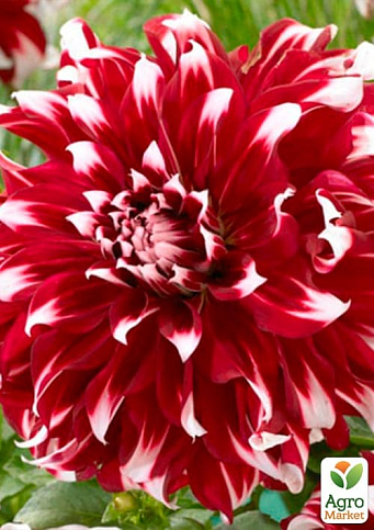 Георгина "X-Factor" (гигантский цветок) - фото 2