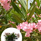 LMTD Олеандр цветущий 3-х летний "Dwarf Rose" (45-65см)