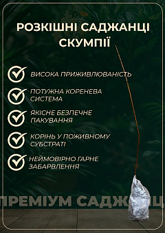 Скумпія звичайна  (Cotinus Coggygria) висота 40-50см30