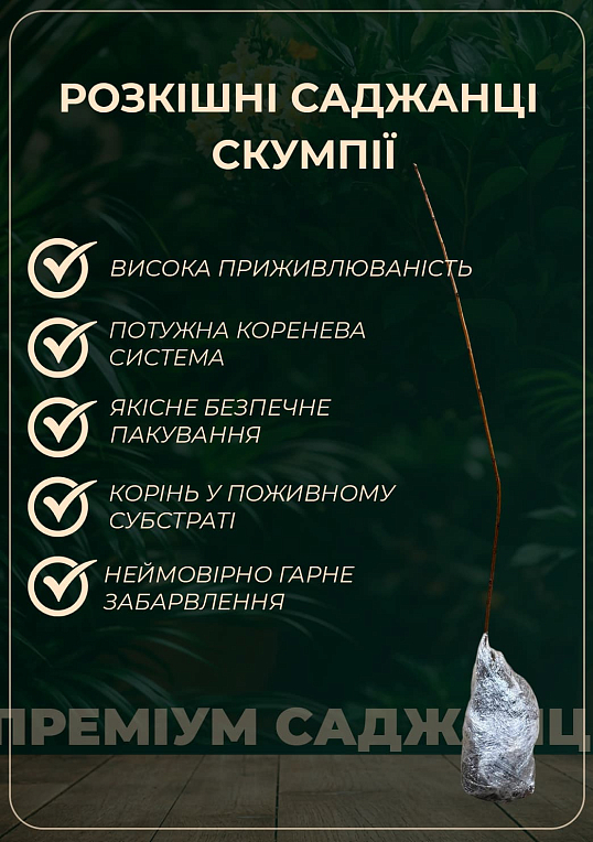 Скумпия обыкновенная (Cotinus Coggygria) высота 40-50см