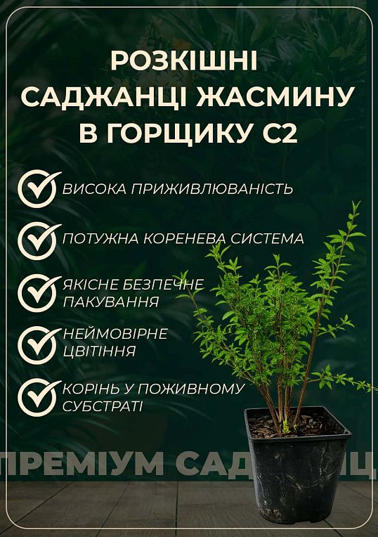 Жасмин гибридный садовый (чубушник) "Yellow Hill" 2х летний (вазон С2) - фото 3