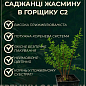 Жасмин гибридный садовый (чубушник) "Yellow Hill" 2х летний (вазон С2) цена