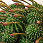Кактус "Эхинопсис" (Echinopsis tubiflora) (Нидерланды)