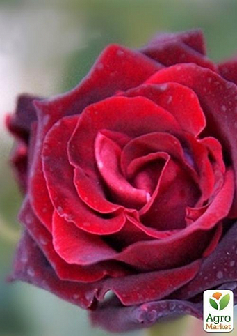 Роза чайно-гібридна "Mildred Scheel"