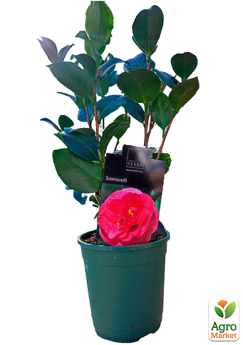 LMTD Камелия цветущая японская 2-х летняя "Santorelli" (высота 30-40см) - фото 7