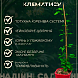 Клематис 2-х річний "Hot Love" вазон С2