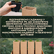 Кіпарисовик Lawsoniana "Pembury Blue" вазон P9 цена