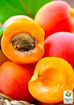 Персик-абрикос гибрид "Ромео" 2