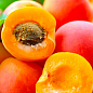 Персик-абрикос гибрид "Ромео" 