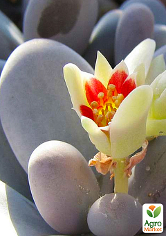 Сукулент Пахіфітум "Pachyphytum Oviferum"18