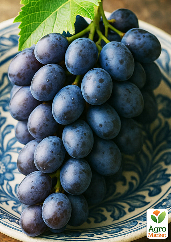 Виноград "Віолетта" (ранній сорт ізабельного типу) - фото 4