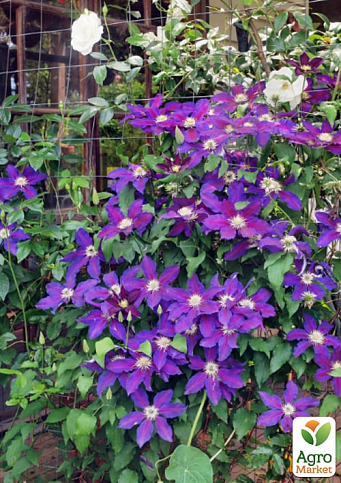 LMTD Клематіс 3-х річний "The Vagabond" (висота 60-80 см) - фото 5