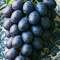 Виноград "Віолетта" (ранній сорт ізабельного типу)