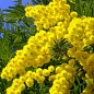 Мимоза (Acacia Dealbata) вазон Р9