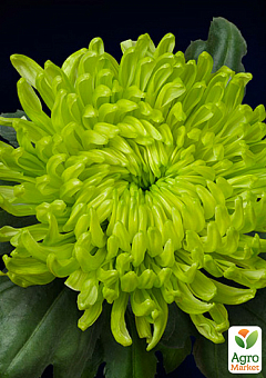Хризантема зрізочна "Globus Green"2