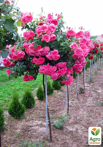 LMTD Роза на штамбе цветущая 3-х летняя "Royal Pink" (укорененный саженец в горшке, высота50-80см) - фото 2