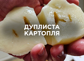 Дуплиста картопля: причини появи та профілактика | Agro-market