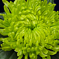 Хризантема зрізочна "Globus Green"