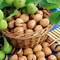 LMTD Орех грецкий привитой "Walnut" высота 90-100см купить