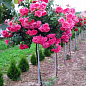 LMTD Роза на штамбе цветущая 3-х летняя "Royal Pink" (укорененный саженец в горшке, высота50-80см) купить