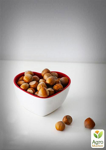 Эксклюзив! Фундук "Королевский" (Royal) (премиальный, высокоурожайный сорт, среднего срока созревания, садить по 2 шт) - фото 4