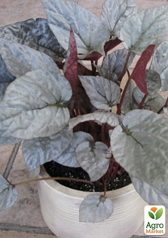 Бегония королевская REX "Silver Leaves" 20-30см - фото 2