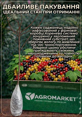 Смородина на штамбе красная "Лейден" (среднего срока созревания) - фото 3