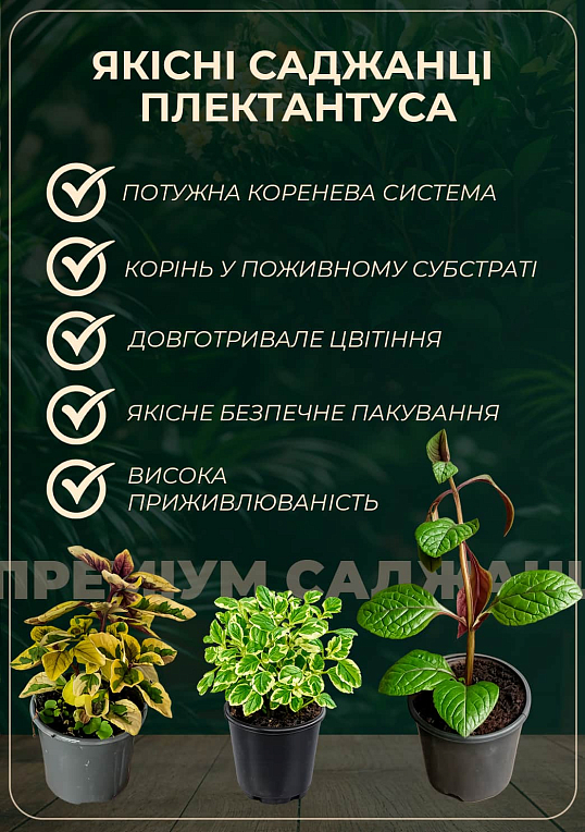 Плектрантус "Golden Beauty" (вьющийся многолетник, С1,5) - фото 2