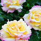 Троянда чайно-гібридна "Глорія (Піс)" (саджанець класу АА +) вищий сорт