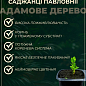 Павловния войлочная "Императорская" вазон Р9