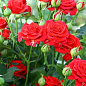 Троянда в контейнері дрібноквіткова "Mirabell" (саджанець класу АА+) купить