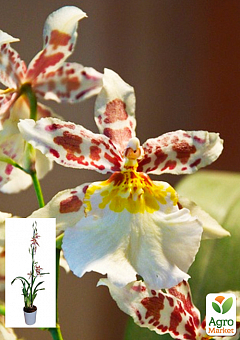 Орхидея Камбрия "Toscane"2