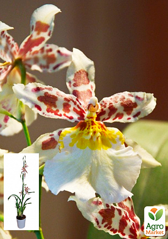 Орхідея Камбрія «Toscane»