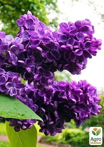 Ексклюзив! Бузок насичено темно-фіолетового забарвлення "Хвиля натхнення" (Wave of inspiration) (преміальний, посухостійкий, невимогливий сорт) - фото 6