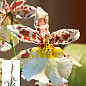 Орхидея Камбрия "Toscane"
