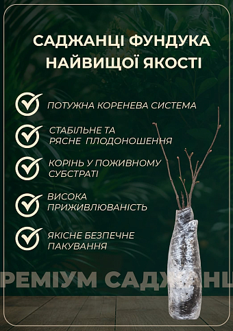 Фундук "Шедевр" (средний срок созревания, перекрёстное опыление, садить по 2 шт)  - фото 2