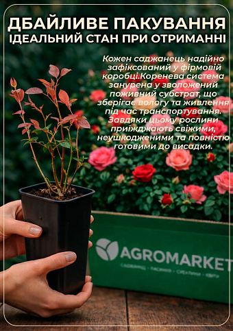 Роза кустовая "Lemon Pompon" в контейнере, высший сорт - фото 5