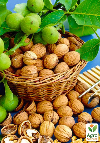 Ексклюзив! Волоський горіх "Гігант" (Giant) (преміальний високоурожайний сорт)
