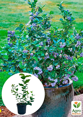 Голубика (черника садовая) 2 года "Река" С2 высота 50-60см