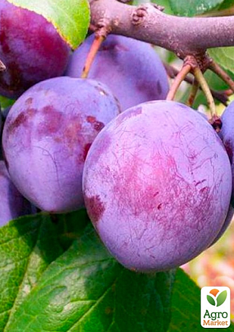 Слива "Валевская" (осенний сорт, поздний срок созревания)