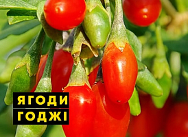 Чим небезпечні ягоди годжі - корисні статті про садівництво від Agro-Market