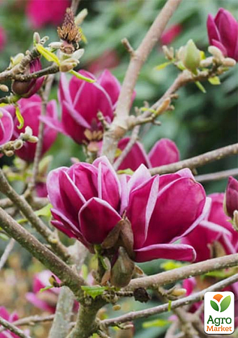 Магнолия 2-х летняя суланжа "Genie" (высота 20-30см) - фото 2