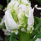 Тюльпан "White Parrot" (розмір 11/12, великий) 3шт в упаковці