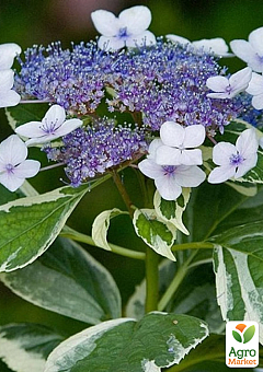 Гортензия крупнолистная 3-х летняя "Mariesii Variegata"1