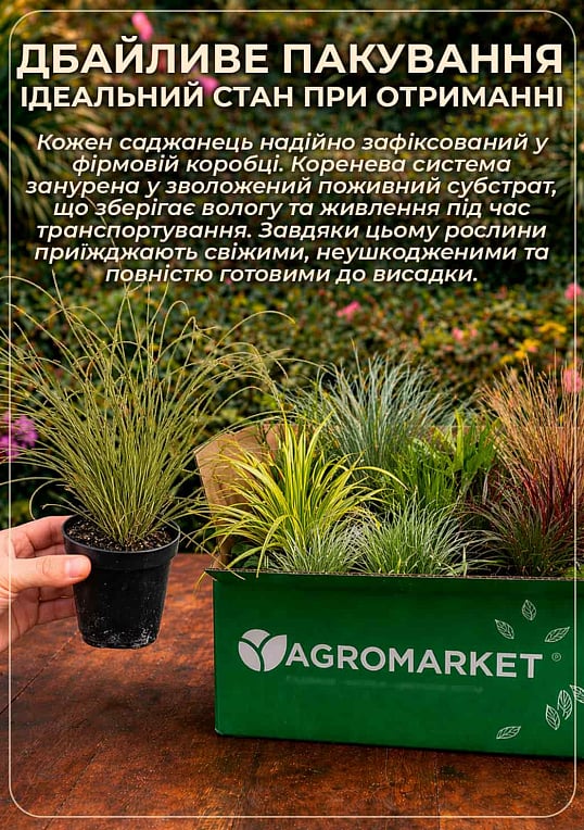 Осока теракотова "Prairie Fire" вазон С2, висота 20-40см