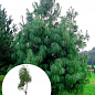 Сосна гімалайська 5-ти річна "Griffithii" С3, висота 40-50см